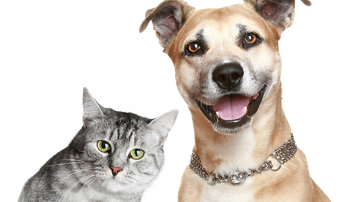 Pawology Palm Reading for Animals Paws &amp; Animal Hypnosis eBook DOWNLOAD